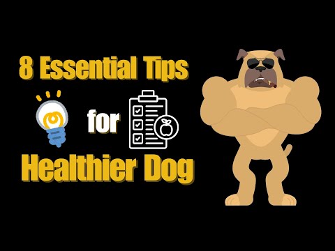 8 Essential Tips for a Happier, Healthier Dog