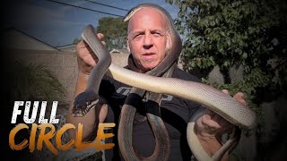 Bringing It Full Circle: Handpicked Snake Import From Indonesia