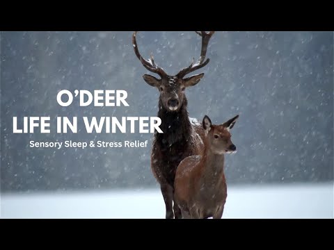 O’Deer: A Day in the Life | Winter Wildlife Serenity #SnowyForest #WildlifeInNature #deerwatching