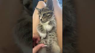 Meowk #kitten #calover #cat #pets #catcontent #sillycats #cutecat