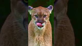Hilarious nature documentary outtakes: Cougars #naturecomedy #parody #wildlife