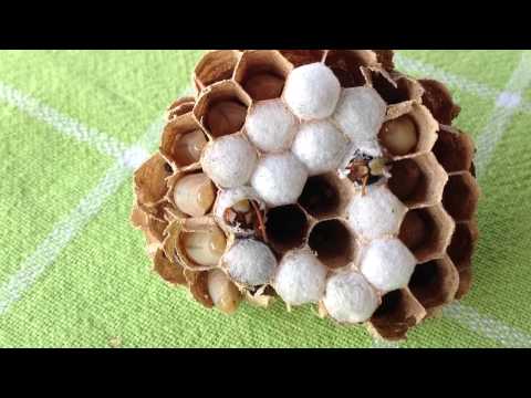Hornets nest found in our boat