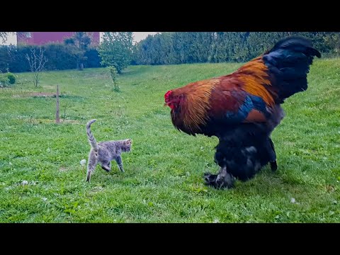 15 Weird Chicken Breeds - Chicks Farm | egg incubator farming