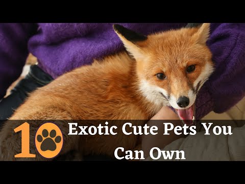 Top 10 Cute Exotic Pets you can Own