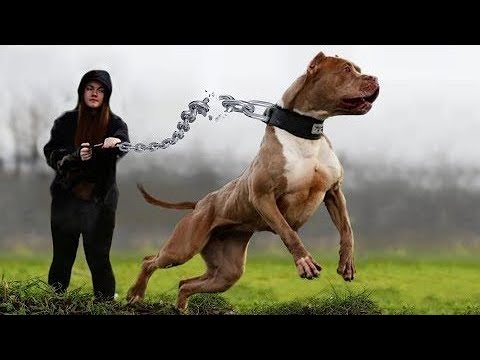 See what an American bully dog does