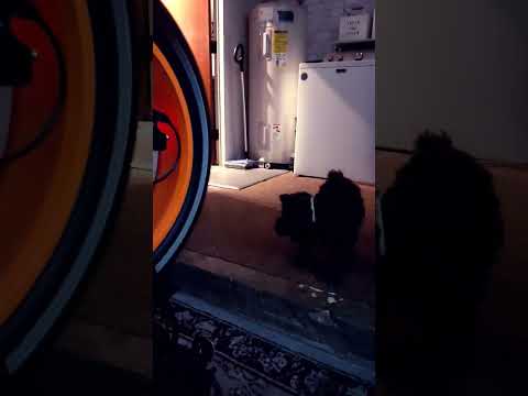 Brightz ShapeBrightz Pattern Making LED Bike Spoke Light