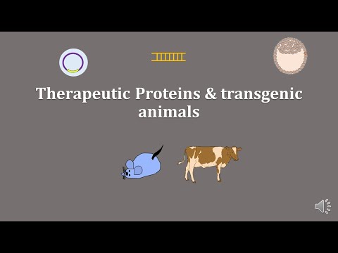 transgenic animals | chimera | therapeutic protein expression in transgenic animals | scitechtrends