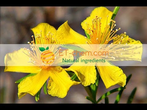 ST.John’s wort extracts, Hypericum perforatum L,benefits, production 2018