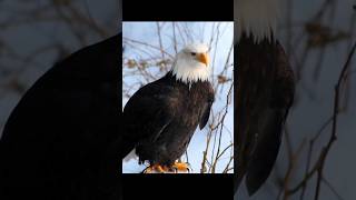 you never seen this animal sound before