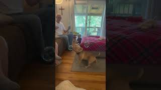 Funny American bully dog #dog #cute #funny #dogsoftiktok