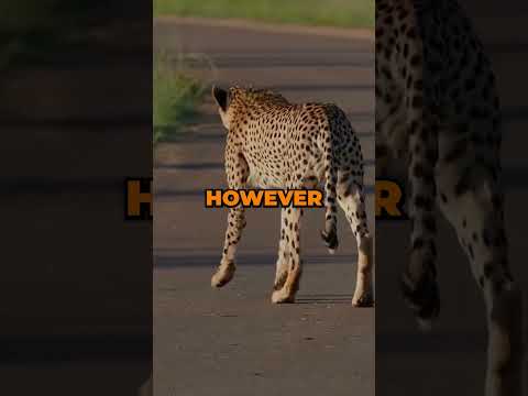"🐆 Speed Unleashed: Cheetah Facts in 40 Seconds! 🌿 #Shorts #wildlife #cheetah #speed #trending