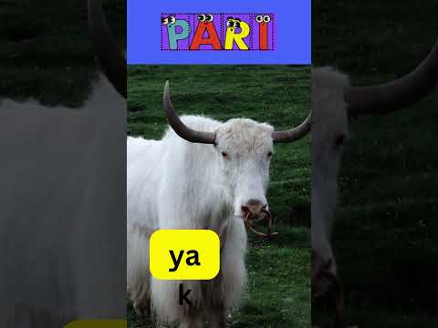 A to Z @paristories21 #Yellow #Yogurt #Yacht #Youthful #Yielding #yak #Yellow #Youth #YummyFood