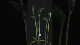 The Plant That Can Count #Shorts #Facts #DidYouKnow #QuickFacts