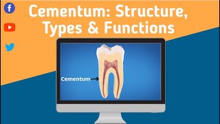 Cementum: Structure, Types and Functions