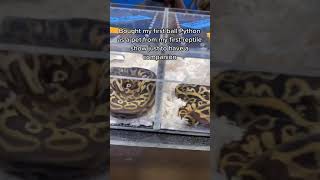 How we started breeding ball pythons