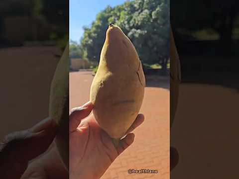 This African Fruit Beats Multivitamins!