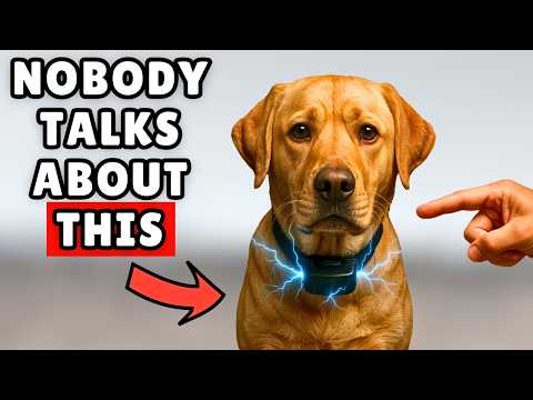 What NO ONE Tells You About the E-Collar (And Why It Matters)