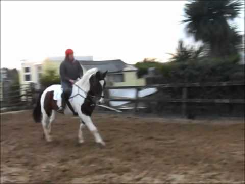 schooling Champ