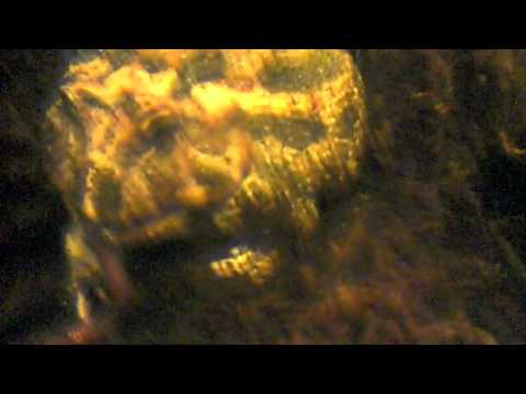 Pacman Frog Eats Huge Worms