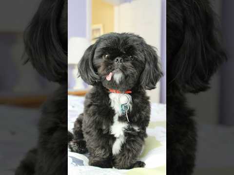 The Imperial Shih Tzu History #shihtzu #shihtzuhistory #shorts