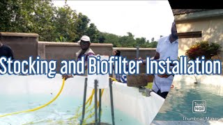 Stocking fish and Biofilter setup ( completing your fish pond)