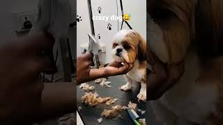 But very cute.🥰🐾 #artist #dog_features