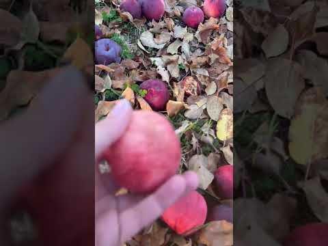 #иммиграциявамерику #жизньвсша #украинцывсша #applefarm