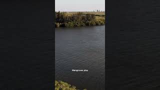 mangrove function #like #aidocumentary #mangrove #education