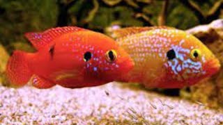 Ocean Colors 8K Ultra HD - Best 8K Sea Animals for Relaxation and Calming Music