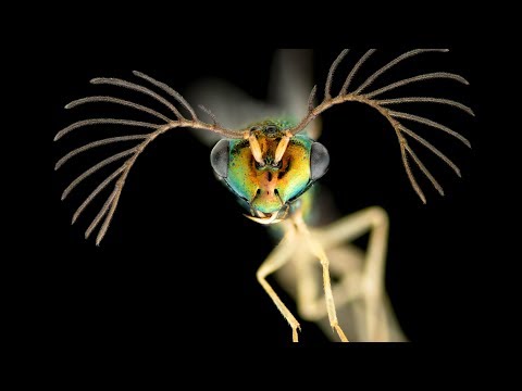 Top 50 Amazingly Insane Small World Electron Microscopic Images of 2018 [ 2018 ]