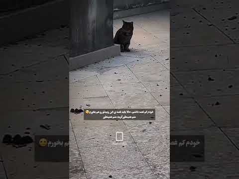 ای بابا چرا اینجوری شد... #گربه #عشق #تنهایی