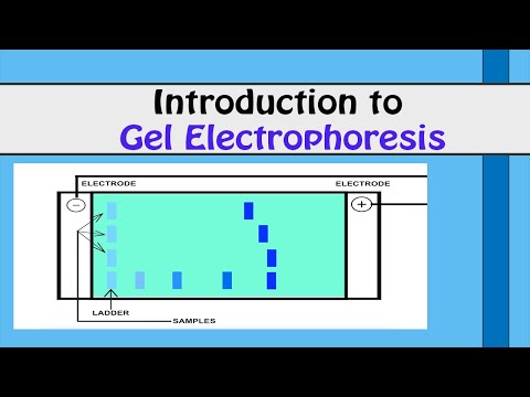 INTRODUCTION TO GEL ELECTROPHORESIS I Biotechnology