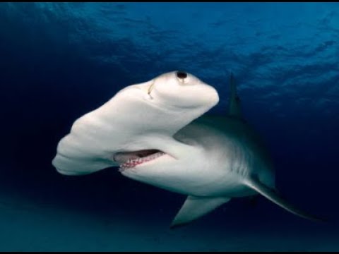 🦈🔨Amazing Hammerhead Shark Facts for Kids | (Fun Ocean Animal Video!)🦈🔨#sharks #jaws #fypシ゚viral