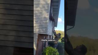 Strangers & firefighters heroically rescue pets from burning home ❤️❤️