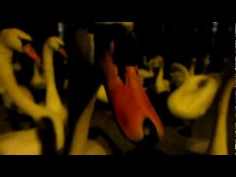 Покормка лебедей