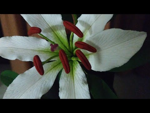 Casablanca Lily tutorial in Sugar