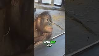 Watch This Monkeys Reaction To A Magic Trick