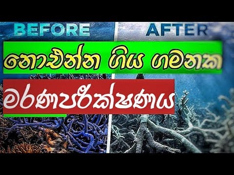 මහා බාධක කොරල් පරවල  මරණ පරීක්ෂණය - Death of Great Barrier Reef  - #SL_Volunteers