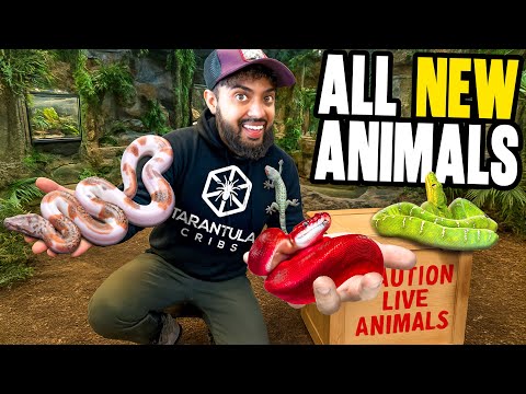 I Got New Animals For My New Reptile Zoo!