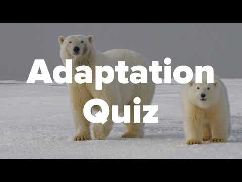 Adaptation Quiz