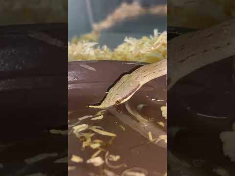 Gonyosoma boulengeri