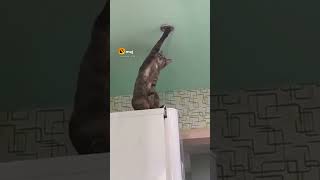 New comedy today video New Whatsaap  Status Today  Video iPhonecomedyvideo#tiktokviral  #viralshorts