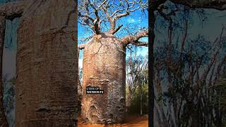 In Africa, the baobab tree, which can store up to 120,000 liters.#africa #baobab #trunk #tree