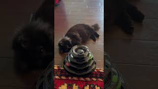 Lazy Playtime by Java Beans #javabeans