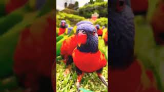 love birds beautiful#lovebirds #lovebirdmania #lovebird