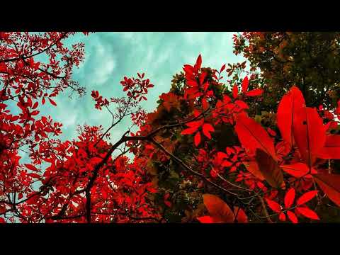 The Quiet Vibes Live Stream