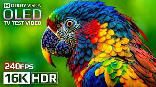 Beautiful OLED Test Demo | 16K HDR 240 fps Dolby Vision (4K/8K TV Video)