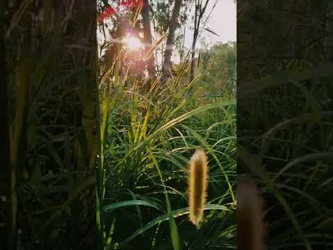 Nature | #wildlife #naturelovers #sunset #species #sunrays #plants #earth @FreeDocumentaryNature