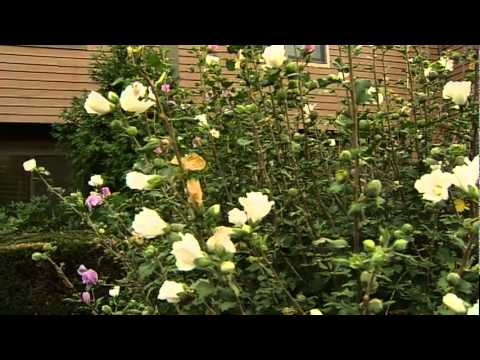 WIHD Long Version Oct 6th 2010