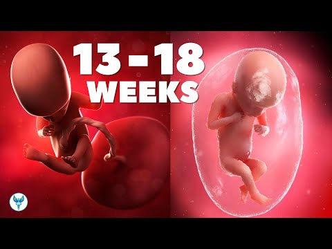 Pregnancy Week by Week (13-18) | Second trimester Pregnancy | Pregnancy | Baby in womb